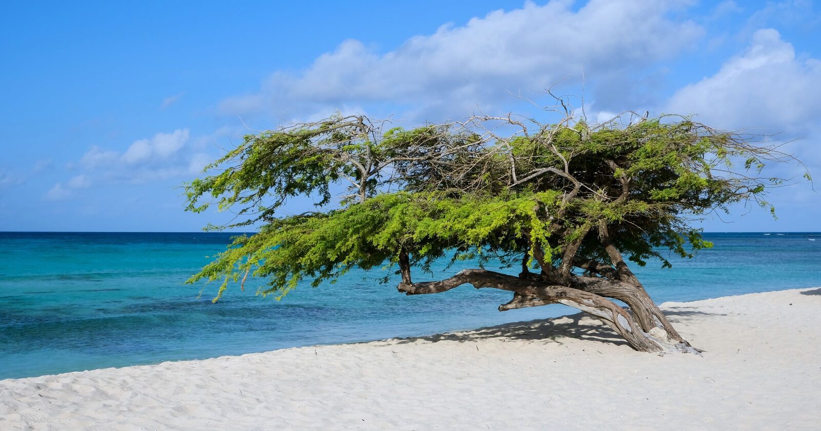 A leaning divi-divi tree on Eagle Beach, Aruba, with turquoise sea behind